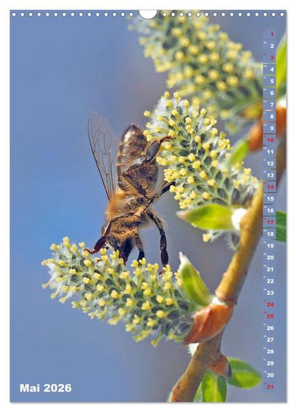 Produktbild: Blossom Love, von Bienen und Hummeln (Wandkalender 2026 DIN A3 hoch), CALVENDO Monatskalender