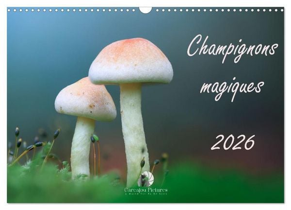 Produktbild: Champignons magiques (Calendrier mural 2027 DIN A3 vertical), CALVENDO calendrier mensuel