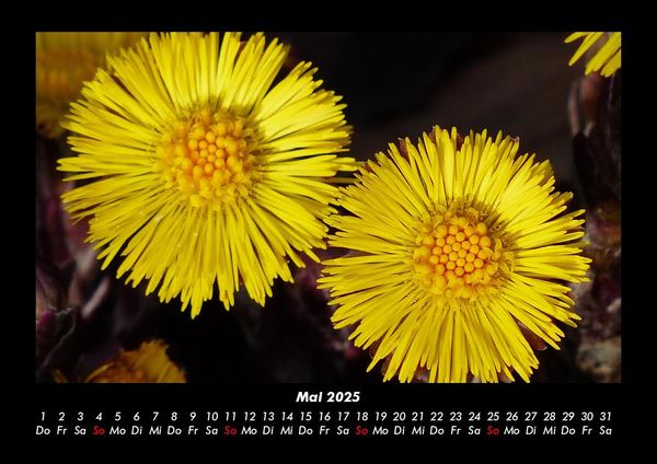 Produktbild: Blumenzauber 2025 Fotokalender DIN A3