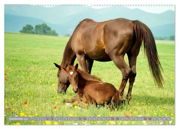 Produktbild: Ein Jahr voll Fohlenzauber (hochwertiger Premium Wandkalender 2027 DIN A2 quer), Kunstdruck in Hochglanz