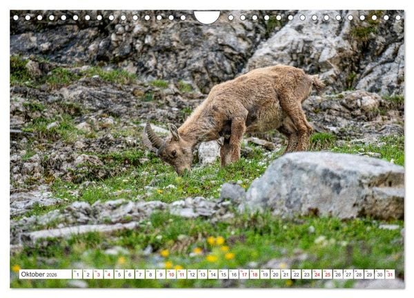 Produktbild: Steinb&ouml;cke - Majest&auml;tische Tiere der Alpen (Wandkalender 2026 DIN A4 quer), CALVENDO Monatskalender