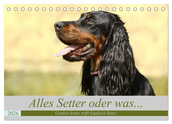 Produktbild: Alles Setter oder was (Tischkalender 2026 DIN A5 quer), CALVENDO Monatskalender