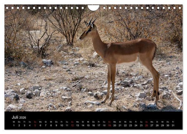Produktbild: Wildlife Namibia (Wandkalender 2026 DIN A4 quer), CALVENDO Monatskalender