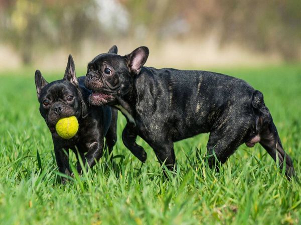 Produktbild: CALVENDO Puzzle Franz&ouml;sische Bulldogge - Welpen beim Spiel | 1000 Teile Lege-Gr&ouml;&szlig;e 64x48cm Foto-Puzzle f&uuml;r gl&uuml;ckliche Stunden