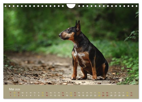 Produktbild: Bullterrier, liebenswerte Sturk&ouml;pfe (Wandkalender 2026 DIN A4 quer), CALVENDO Monatskalender