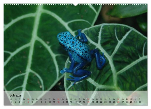 Produktbild: Frosch m&uuml;sste man sein! (Wandkalender 2026 DIN A2 quer), CALVENDO Monatskalender