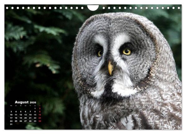 Produktbild: Greifv&ouml;gel, Eulen und K&auml;uze (Wandkalender 2026 DIN A4 quer), CALVENDO Monatskalender