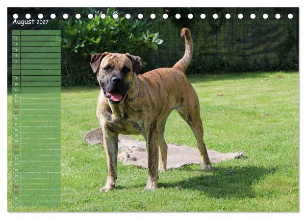 Produktbild: Dogo Canario (Tischkalender 2027 DIN A5 quer), CALVENDO Monatskalender