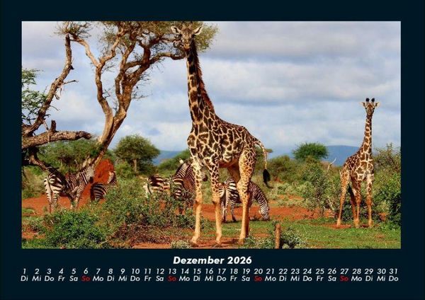 Produktbild: Giraffen 2026 Fotokalender DIN A4
