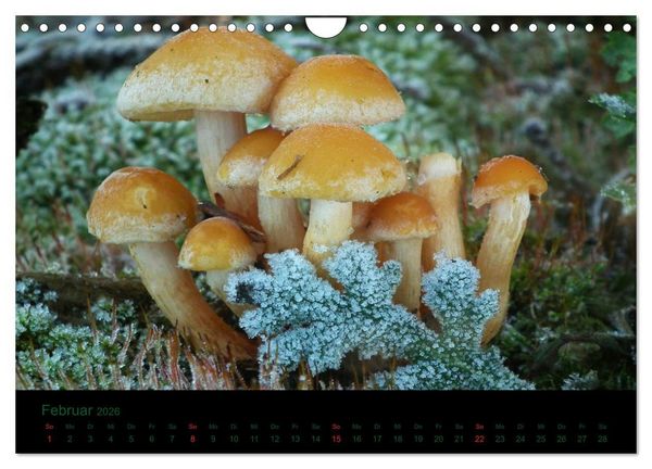 Produktbild: Im Reich der Pilze (Wandkalender 2026 DIN A4 quer), CALVENDO Monatskalender