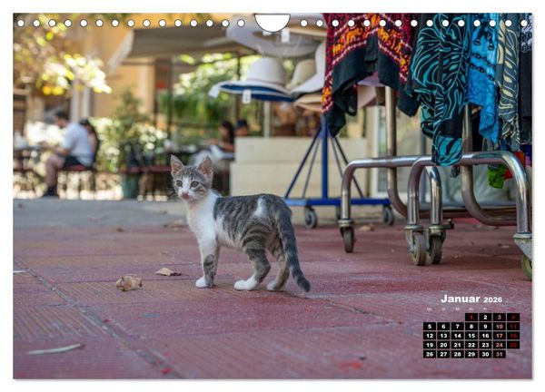Produktbild: Katzen von Rhodos - Kleine G&ouml;tter auf vier Pfoten (Wandkalender 2026 DIN A4 quer), CALVENDO Monatskalender
