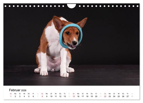 Produktbild: Allerliebste Basenji Welpen 2026 (Wandkalender 2026 DIN A4 quer), CALVENDO Monatskalender