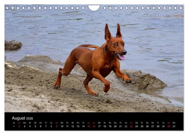 Produktbild: Deutscher Pinscher (Wandkalender 2026 DIN A4 quer), CALVENDO Monatskalender