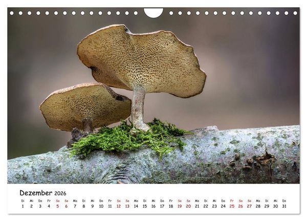 Produktbild: Pilzgalerie - Die bunte Welt der Baumpilze (Wandkalender 2026 DIN A4 quer), CALVENDO Monatskalender