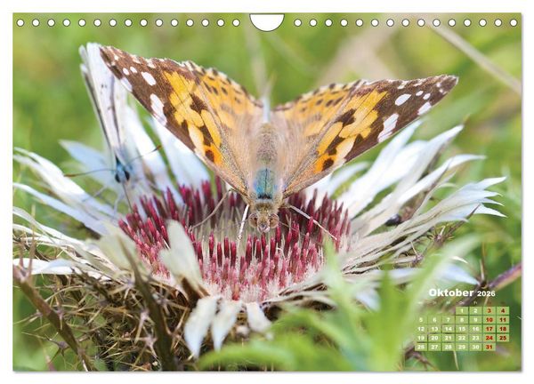 Produktbild: GEOclick Lernkalender: Portr&auml;ts einheimischer Schmetterlinge (Wandkalender 2026 DIN A4 quer), CALVENDO Monatskalender