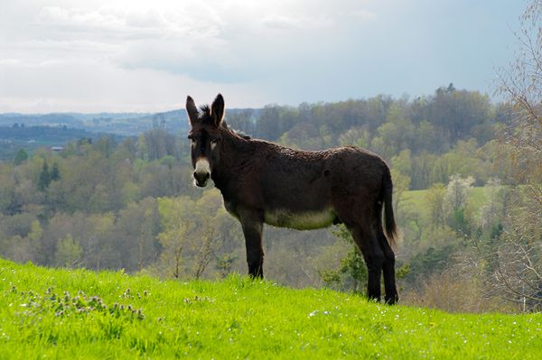 Produktbild: Esel - Wanderungen im Limousin