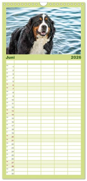 Produktbild: Familienplaner 2026 - Berner Sennenhunde - Traumhunde mit Charme mit 5 Spalten (Wandkalender, 21 x 45 cm) CALVENDO