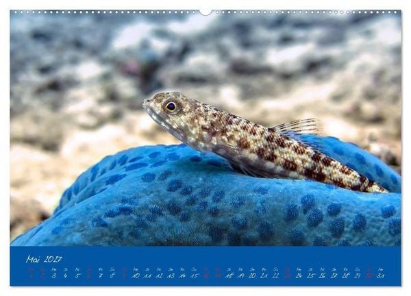 Produktbild: Meer sehen - Abenteuer Tauchen (hochwertiger Premium Wandkalender 2027 DIN A2 quer), Kunstdruck in Hochglanz