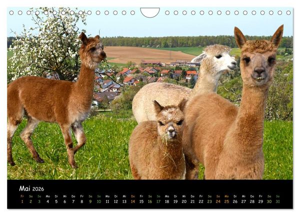 Produktbild: Alpakas zum Verlieben (Wandkalender 2026 DIN A4 quer), CALVENDO Monatskalender