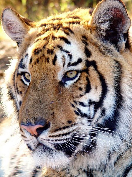 Produktbild: CALVENDO Puzzle Tiger Portrait. Ein Motiv aus dem Kalender BIG CATS Faszinierende Nah-Portraits | 1000 Teile Lege-Gr&ouml;&szlig;e 64 &times; 48 cm Foto-Puzzle f&uuml;r gl&uuml;ckliche Stunden