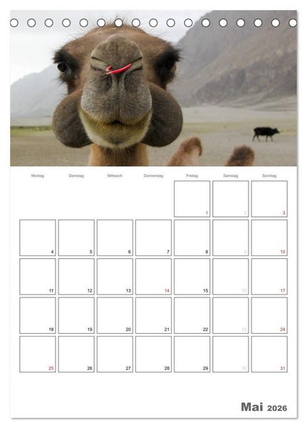 Produktbild: Kamel Portr&auml;t (Tischkalender 2026 DIN A5 hoch), CALVENDO Monatskalender
