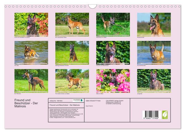 Produktbild: Freund und Besch&uuml;tzer - Der Malinois (Wandkalender 2026 DIN A3 quer), CALVENDO Monatskalender