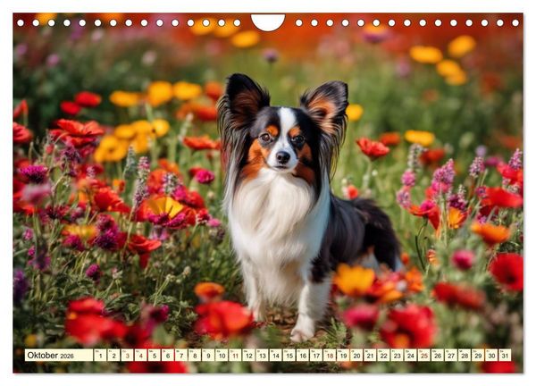 Produktbild: Papillon - bringt jedes Herz zum Schmelzen (Wandkalender 2026 DIN A4 quer), CALVENDO Monatskalender