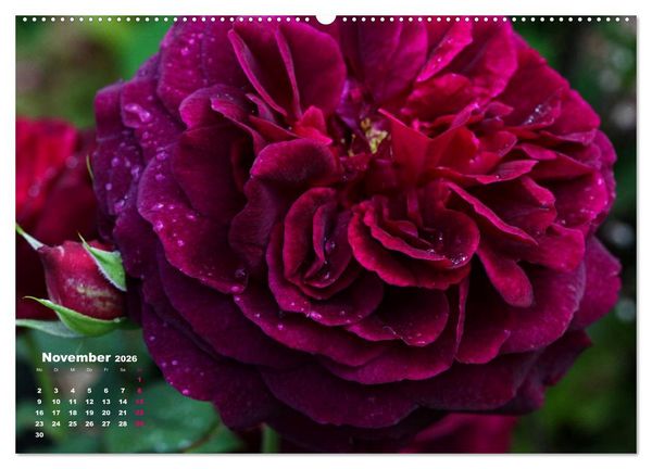 Produktbild: Zauberhafter Rosenreigen (hochwertiger Premium Wandkalender 2026 DIN A2 quer), Kunstdruck in Hochglanz