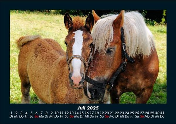 Produktbild: Pferdegefl&uuml;ster 2025 Fotokalender DIN A5