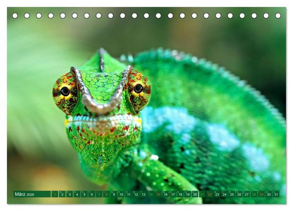 Produktbild: Cham&auml;leon - exotisches Reptil (Tischkalender 2026 DIN A5 quer), CALVENDO Monatskalender