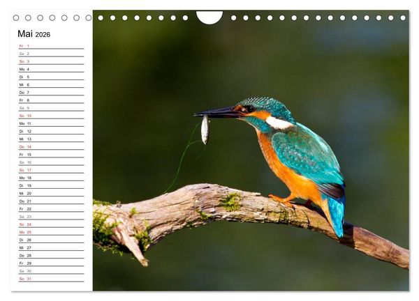 Produktbild: Eisv&ouml;gel (Wandkalender 2026 DIN A4 quer), CALVENDO Monatskalender