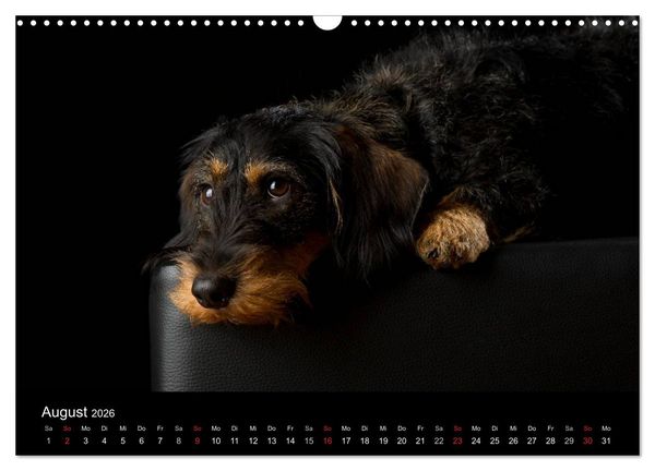 Produktbild: Dogs (Wandkalender 2026 DIN A3 quer), CALVENDO Monatskalender