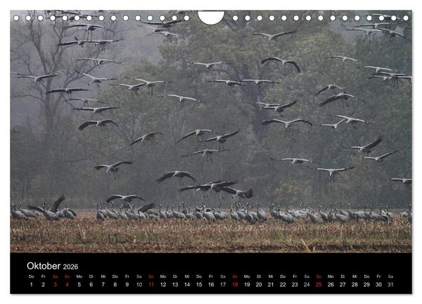 Produktbild: Kranich-Land Brandenburg (Wandkalender 2026 DIN A4 quer), CALVENDO Monatskalender