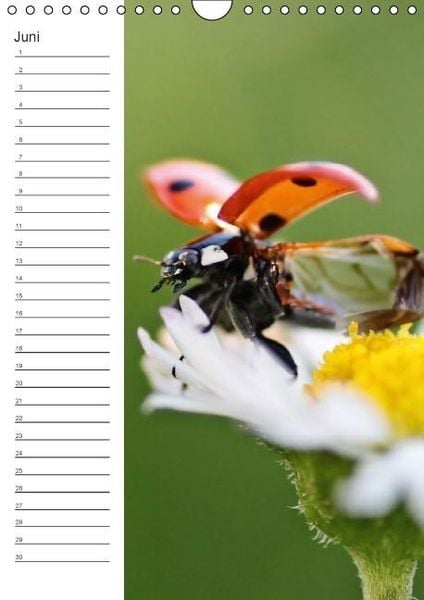 Produktbild: Tierische Kleinigkeiten / Geburtstagskalender (Wandkalender immerw&auml;hrend DIN A4 hoch)