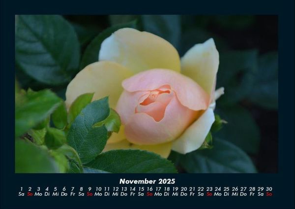 Produktbild: Blumentr&auml;ume 2025 Fotokalender DIN A4