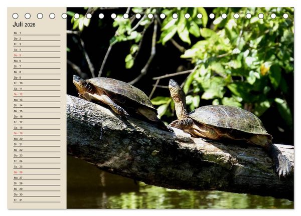 Produktbild: Regenwald. Tiere im Dschungel (Tischkalender 2026 DIN A5 quer), CALVENDO Monatskalender