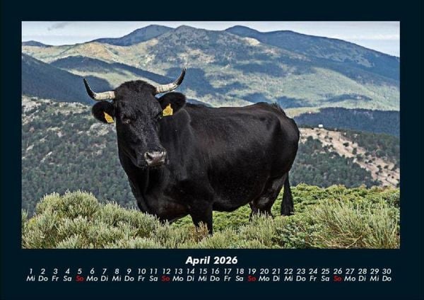 Produktbild: Kuhkalender 2026 Fotokalender DIN A4