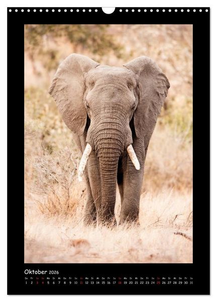 Produktbild: S&uuml;dafrika und seine Tierwelt (Wandkalender 2026 DIN A3 hoch), CALVENDO Monatskalender