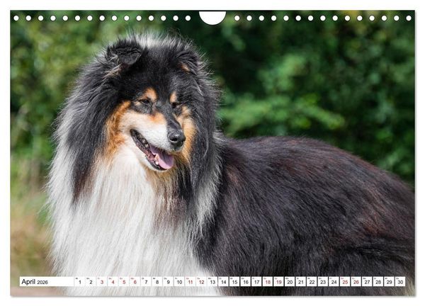 Produktbild: Traumhund Collie - Mein bester Freund (Wandkalender 2026 DIN A4 quer), CALVENDO Monatskalender