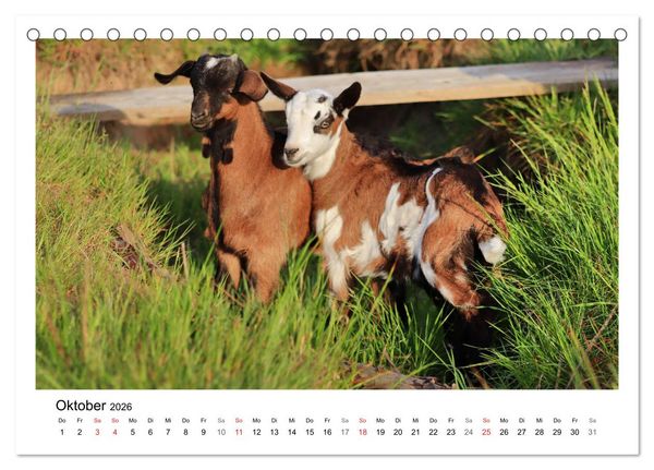 Produktbild: Wer zickt denn da? - Zicklein-Edition (Tischkalender 2026 DIN A5 quer), CALVENDO Monatskalender