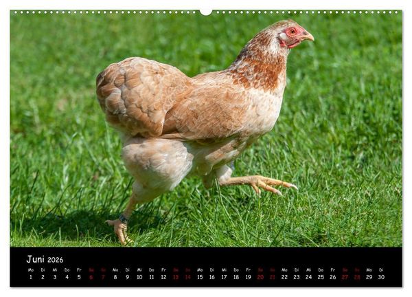 Produktbild: Neues von den Gartenh&uuml;hnern (Wandkalender 2026 DIN A2 quer), CALVENDO Monatskalender