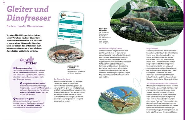 Produktbild: WAS IST WAS S&auml;ugetiere der Urzeit. Von Flugh&ouml;rnchen bis Mammut