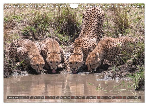 Produktbild: Geparde - J&auml;ger der Savanne (Wandkalender 2026 DIN A4 quer), CALVENDO Monatskalender