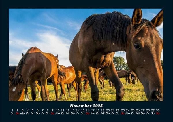 Produktbild: Pferde Kalender 2025 Fotokalender DIN A4
