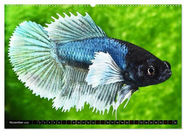 Produktbild: Beliebte Fische der Welt (Wandkalender 2026 DIN A2 quer), CALVENDO Monatskalender