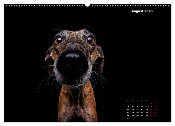 Produktbild: Die Stimme der Windhunde (hochwertiger Premium Wandkalender 2026 DIN A2 quer), Kunstdruck in Hochglanz