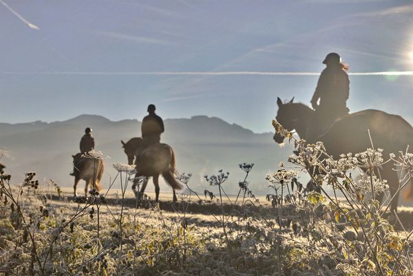 Produktbild: Trakehner - Des K&ouml;nigs letzte Pferde