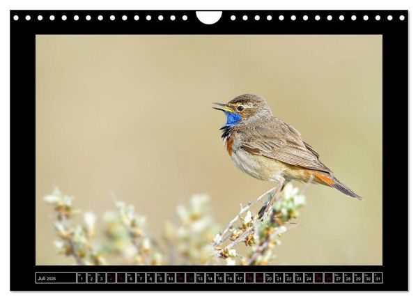Produktbild: Niederrheinische Vogelwelt (Wandkalender 2026 DIN A4 quer), CALVENDO Monatskalender