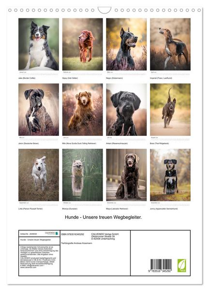 Produktbild: Hunde - Unsere treuen Wegbegleiter. (Wandkalender 2026 DIN A3 hoch), CALVENDO Monatskalender