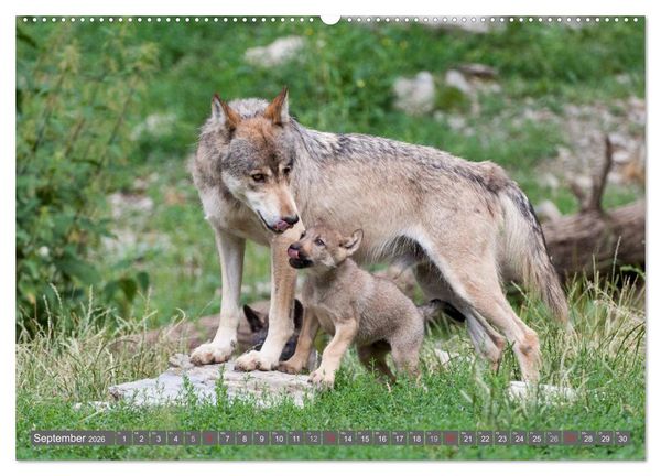 Produktbild: Meister Isegrim (hochwertiger Premium Wandkalender 2026 DIN A2 quer), Kunstdruck in Hochglanz